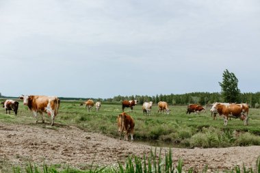 Tarlada sığır sürüsü
