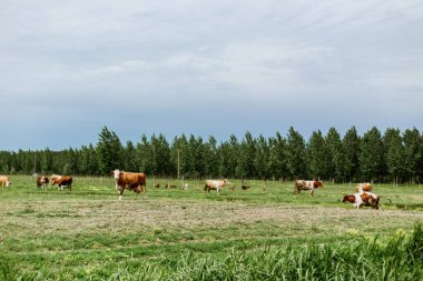 Tarlada Duran İnekler Sürüsü