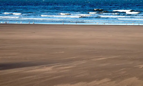 Sandy Beach Seabirds White Waves Blue Sea — Stock Photo, Image