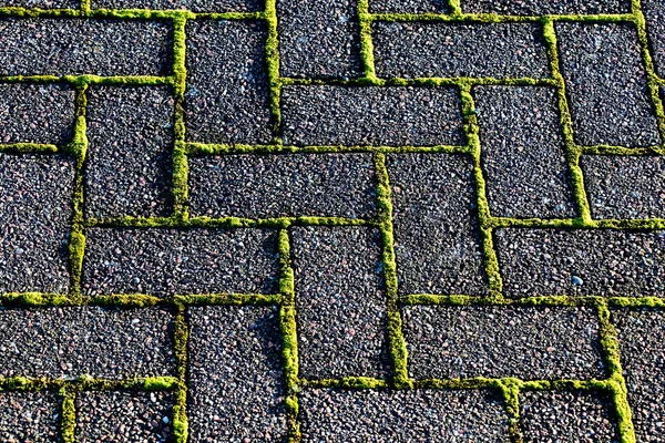 庭の散歩道の舗装ブロックの間に成長苔 — ストック写真