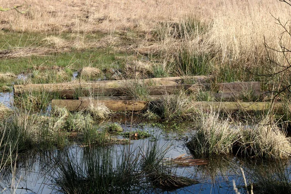 Poteaux Tronc Arbre Abattus Couchés Dans Champ Gorgé Eau — Photo