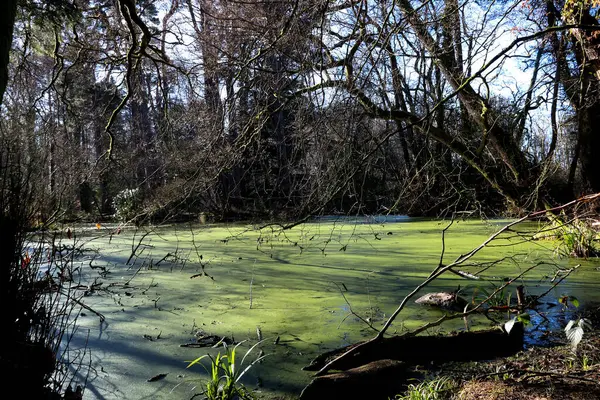 Algi Pokryte Jezioro Wiejskiej Posiadłości Zimie — Zdjęcie stockowe