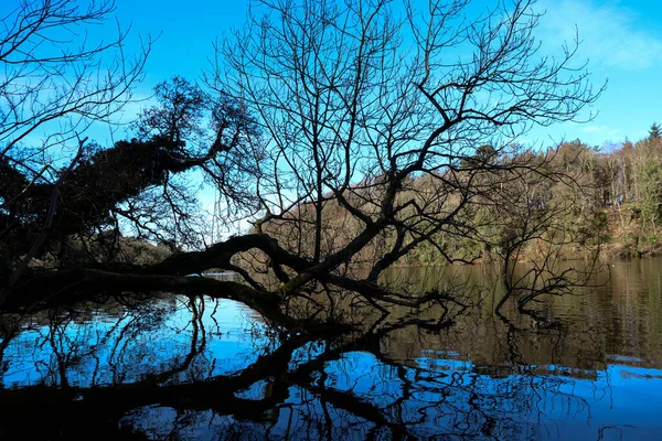 Fallna Träd Och Sjö Ljus Vinter Tidig Morgon — Stockfoto