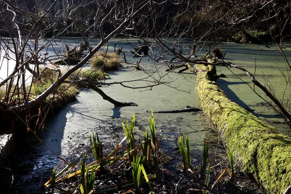 Jezioro Pokryte Glonami Mech Pokryte Spadające Pnie Drzew Wiejskiej Posiadłości — Zdjęcie stockowe
