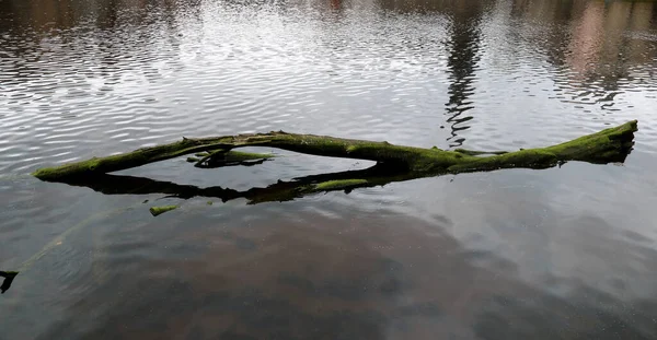 Ancient Rotting Tree Trunk Washed River Estuary — Stock Photo, Image