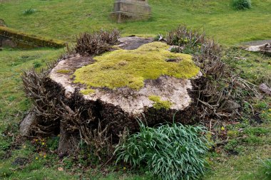 Eski bir mezarlıkta yosun ve yosunlu ağaç kütüğü.