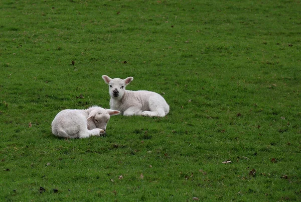 Two Spring Lambs Lying Farm Field — Fotografia de Stock