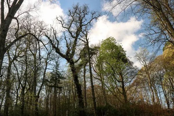 Springtime View Forest Tree Tops Blue Cloudy Sky Springtime — Foto de Stock
