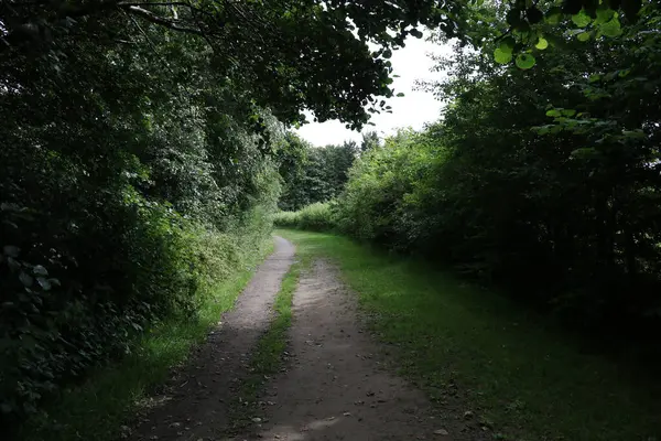 Country Lane Una Tarde Verano — Foto de Stock