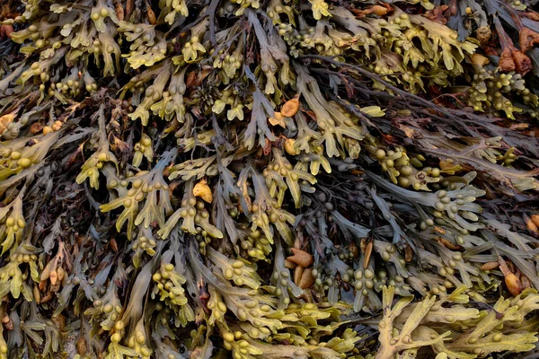 Closeup view of bladderwrack seaweed at a coastal shore location