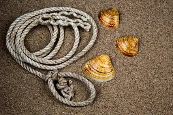Old Coil Rope Sea Shells Lying Sandy Coastal Beach — 图库照片