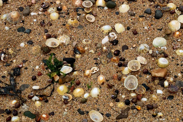 Assorted Seashells Stones Seaweed Coastal Sandy Beach — Stok fotoğraf