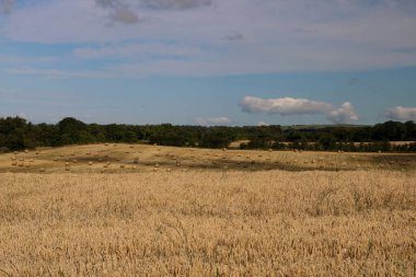 Farmland view with hay bales and wheat field