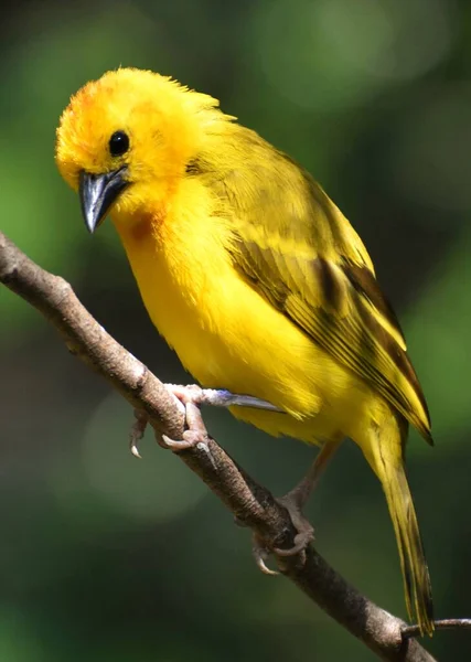 Жовтий Уівер Птаха Ploceidae Який Ткати Гнізд Використанням Дзьоб — стокове фото