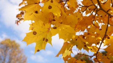 Sonbahar, yapraklar dökülüyor, sonbahar ormanlarında güneşli bir gün. Altın sonbahar - ağaçlarda renkli yapraklar, sonbahar boyunca renk ve ışık kaleydoskopu.