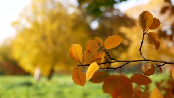 Herbst Laubfall Sonniger Tag Herbstwald Goldener Herbst Bunte Blätter Den — Stockvideo