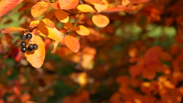 Herfst Bladval Zonnige Dag Het Herfstbos Gouden Herfst Kleurrijke Bladeren — Stockvideo