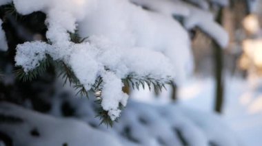 Kış manzarası. Güzel ağaçlarla kaplı karla kaplı bir park. Ağaç donuyla kaplı. Bir Noel resmi - bir kış ormanı, bir peri masalı parkında güneşli bir gün.