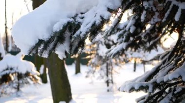Kış manzarası. Güzel ağaçlarla kaplı karla kaplı bir park. Ağaç donuyla kaplı. Bir Noel resmi - bir kış ormanı, bir peri masalı parkında güneşli bir gün.