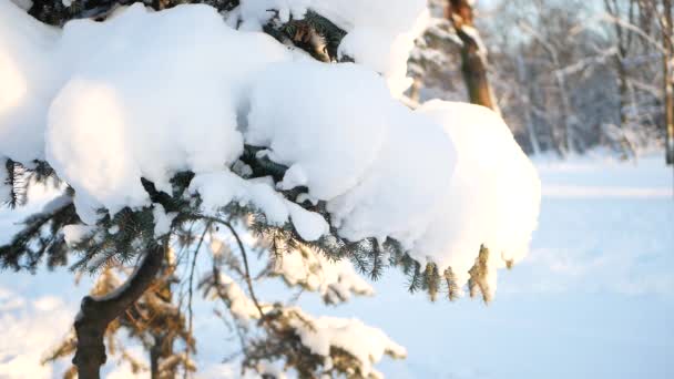 Peisaj Iarnă Parc Acoperit Zăpadă Copaci Frumoși Acoperit Răgușeală Poză — Videoclip de stoc