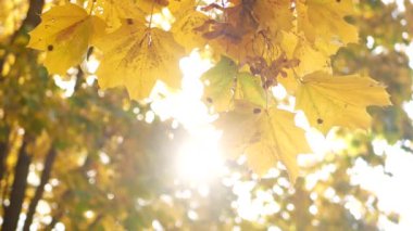 Sonbahar, yapraklar dökülüyor, sonbahar ormanlarında güneşli bir gün. Altın sonbahar - ağaçlarda renkli yapraklar, sonbahar boyunca renk ve ışık kaleydoskopu.