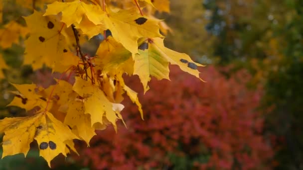 Herfst Bladval Zonnige Dag Het Herfstbos Gouden Herfst Kleurrijke Bladeren — Stockvideo