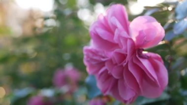 Şehir bahçesinde çiçek açan bir gül. Yeşil yapraklı, parlak pembe bir çiçek..