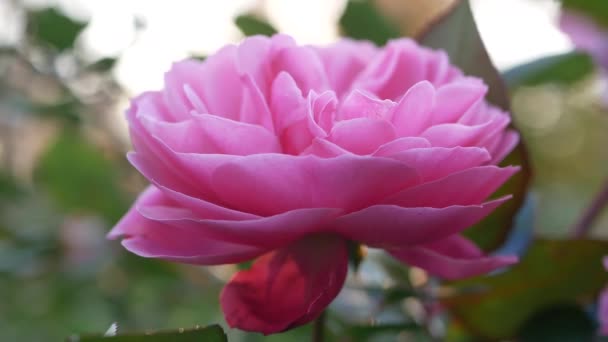 Blooming Rose City Garden Lyserosa Blomst Bakgrunn Grønt Bladverk – stockvideo