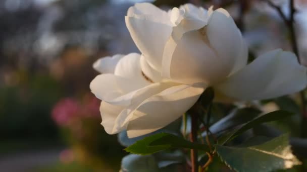 Kwitnąca Róża Miejskim Ogrodzie Biała Róża Promieniach Zachodzącego Słońca — Wideo stockowe
