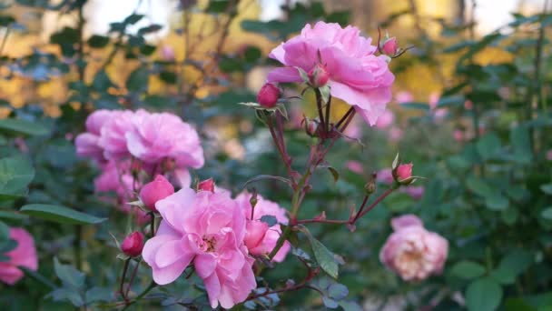 Floração Rosa Jardim Cidade Flor Rosa Brilhante Fundo Folhagem Verde — Vídeo de Stock