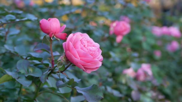 Virágzó Rózsa Városi Kertben Élénk Rózsaszín Virág Háttér Zöld Lombozat — Stock videók