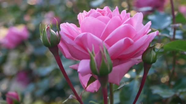 Kwitnąca Róża Miejskim Ogrodzie Jasnoróżowy Kwiat Tle Zielonych Liści — Wideo stockowe