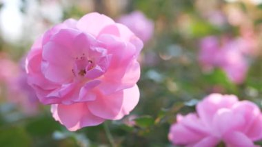 Şehir bahçesinde çiçek açan bir gül. Yeşil yapraklı, parlak pembe bir çiçek..