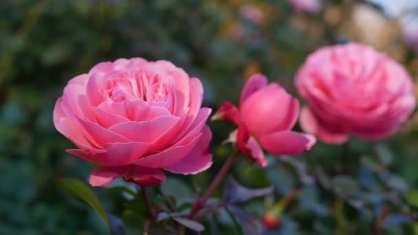Kwitnąca Róża Miejskim Ogrodzie Jasnoróżowy Kwiat Tle Zielonych Liści — Wideo stockowe