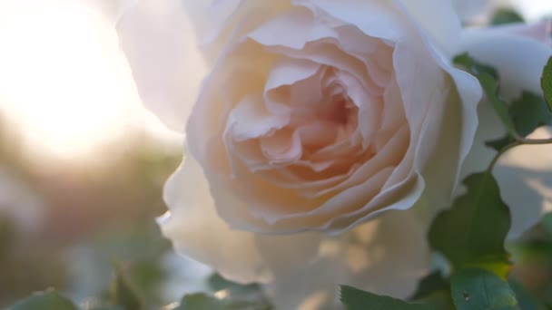 Floreciente Rosa Jardín Ciudad Rosa Blanca Los Rayos Del Sol — Vídeo de stock