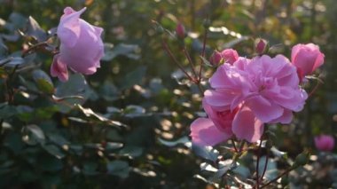Şehir bahçesinde çiçek açan bir gül. Yeşil yapraklı, parlak pembe bir çiçek..