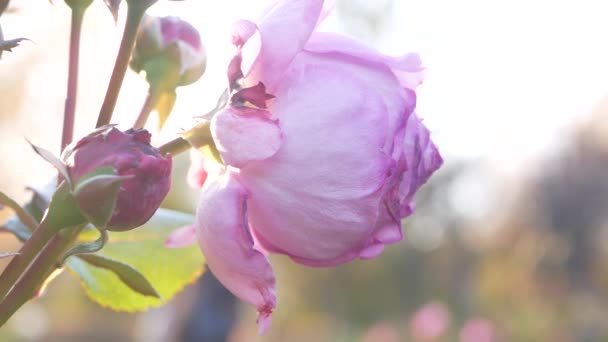 Floraison Rose Dans Jardin Ville Fleur Rose Vif Sur Fond — Video