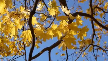 Altın sonbahar - ağaçlarda renkli yapraklar, sonbahar boyunca renk ve ışık kaleydoskopu.