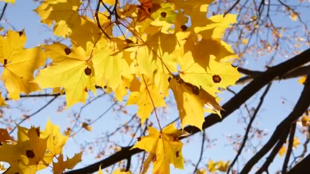 Gouden Herfst Kleurrijke Bladeren Aan Bomen Een Caleidoscoop Van Kleur — Stockvideo