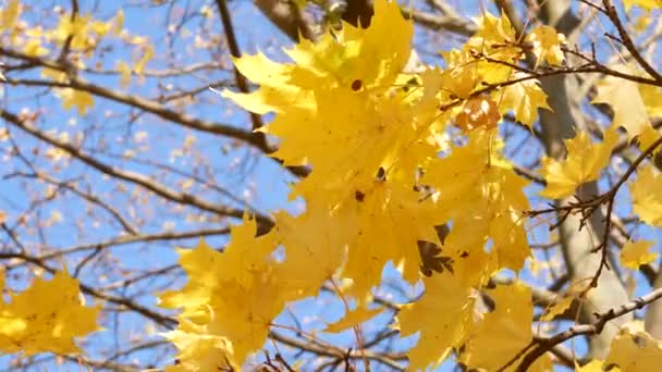 黄金の秋 木々の上のカラフルな葉 秋の間の色と光の万華鏡 — ストック動画