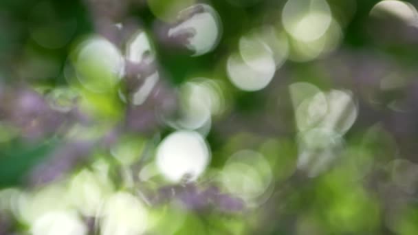 Abstrakter Hintergrund Grün Lila Gelbe Farben Frühlingskaleidoskop — Stockvideo