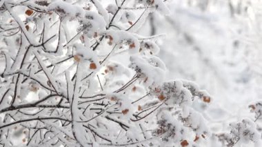 Kış manzarası. Güzel ağaçlarla kaplı karla kaplı bir park. Ağaç donuyla kaplı. Bir Noel resmi - bir kış ormanı, bir peri masalı parkında güneşli bir gün.