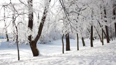 Kış manzarası. Güzel ağaçlarla kaplı karla kaplı bir park. Ağaç donuyla kaplı. Bir Noel resmi - bir kış ormanı, bir peri masalı parkında güneşli bir gün.