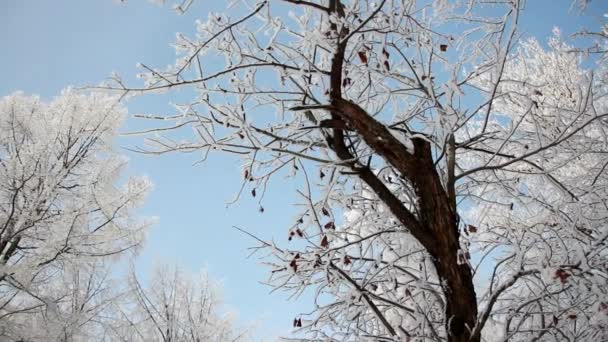 Χειμερινό Τοπίο Ένα Πάρκο Καλυμμένο Χιόνι Όμορφα Δέντρα Καλυμμένο Παγετό — Αρχείο Βίντεο