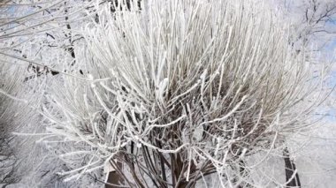 Kış manzarası. Güzel ağaçlarla kaplı karla kaplı bir park. Ağaç donuyla kaplı. Bir Noel resmi - bir kış ormanı, bir peri masalı parkında güneşli bir gün.