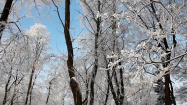 Kış manzarası. Güzel ağaçlarla kaplı karla kaplı bir park. Ağaç donuyla kaplı. Bir Noel resmi - bir kış ormanı, bir peri masalı parkında güneşli bir gün.