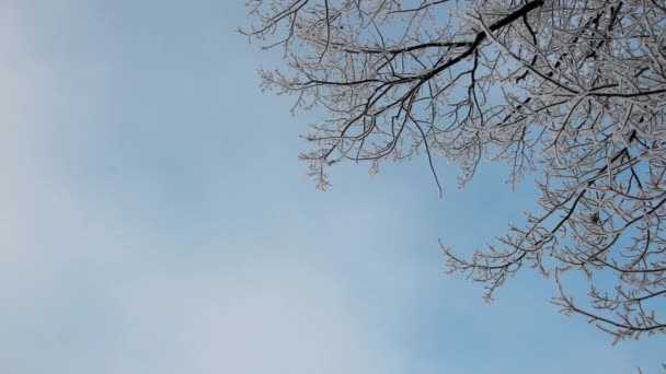 Vinterlandskap Snötäckt Park Med Vackra Träd Täckt Med Hes Julbild — Stockvideo