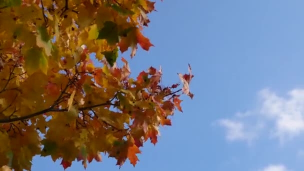 Herfst Bladval Zonnige Dag Het Herfstbos Gouden Herfst Kleurrijke Bladeren — Stockvideo