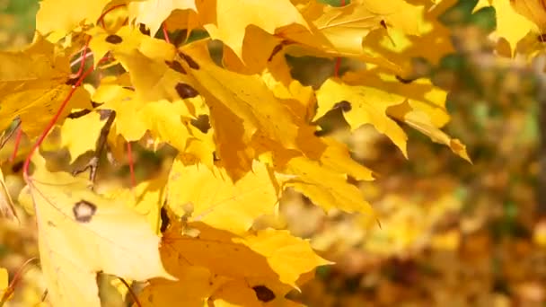 Otoño Otoño Hojas Día Soleado Bosque Otoñal Otoño Dorado Hojas — Vídeo de stock