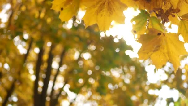 Φθινόπωρο Πτώση Φύλλων Ηλιόλουστη Μέρα Στο Φθινοπωρινό Δάσος Χρυσό Φθινόπωρο — Αρχείο Βίντεο